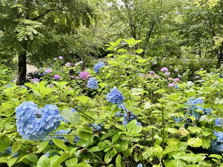 Hydrangeas blooming in the rainy season, JPG
