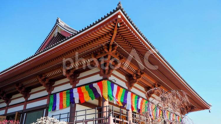 早春の梅・西新井大師の境内・足立区西新井 早春,梅,西新井大師の写真素材