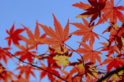 秋の紅葉 秋の紅葉 紅葉,背景,秋の写真素材