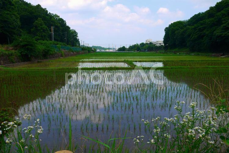 田園風景 田園風景,田んぼ,自然の写真素材