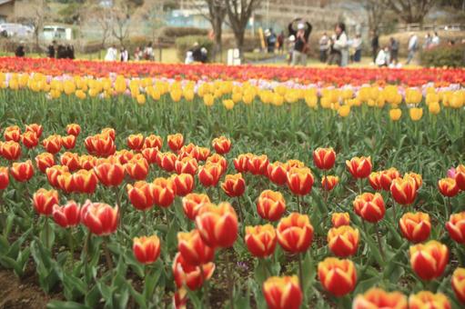 Tulips at Hadano Togawa Park, JPG Tulips at Hadano Togawa Park, JPG