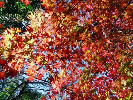 紅葉と晴れ 紅葉と晴れ 紅葉,モミジ,赤の写真素材