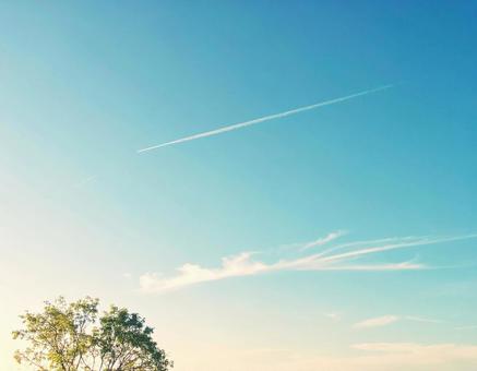 エモい空と樹木 エモい空と樹木の写真