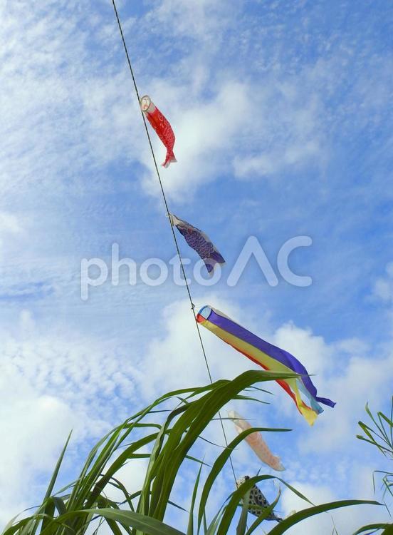 こいのぼり(沖縄県うるま市にて撮影)４ こいのぼり,晴れ,空の写真素材