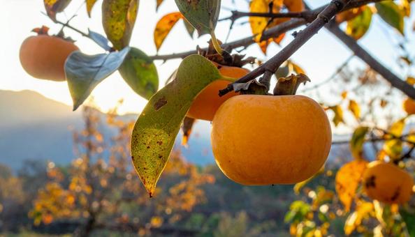 収穫間際の樹上の柿の写真