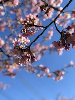 ピンクに染まる枝先と青空 河津桜,さくら,桜の写真素材