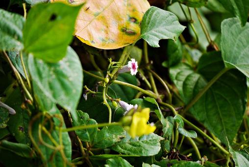 雑草の中から顔を出すヘクソカズラの花 雑草の中から顔を出すヘクソカズラの花 ヘクソカズラ,パエデリア・フォエタイダ,ヤイトバナの写真素材