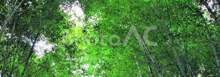 竹林の新緑、爽やかなグリーン、青葉 竹,竹林,緑の写真素材