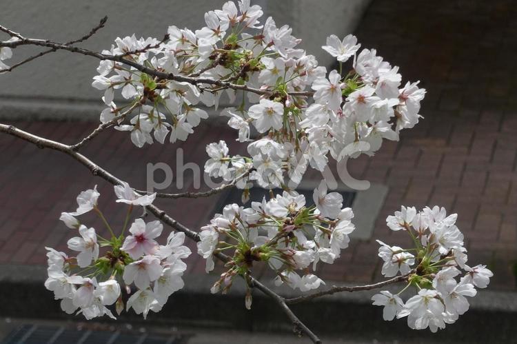 桜の花　アップ桜の花3 風景,桜,花の道の写真素材