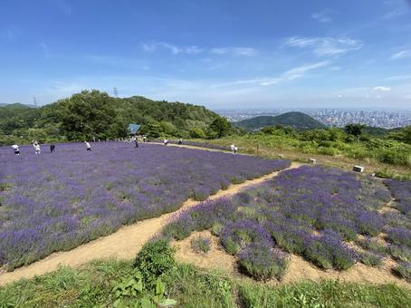 満開のラベンダー札幌市幌見峠 満開のラベンダー札幌市幌見峠の写真