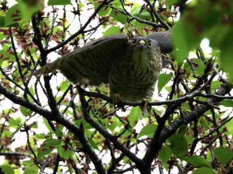 Photo, bird, wild bird, tsumi, 
