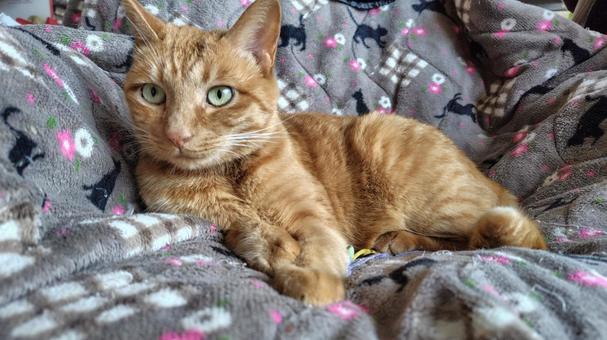 くつろぐ茶トラ ねこ,茶トラ,メス猫の写真素材