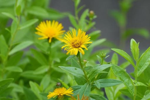 Flower of the kasensou, JPG Flower of the kasensou, JPG