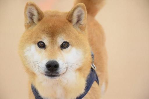 Shiba inu boy, JPG Shiba inu boy, cão, shiba inu, e cães, JPG