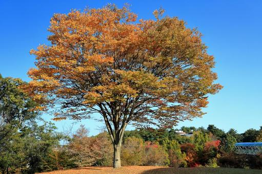 紅葉 紅葉の写真