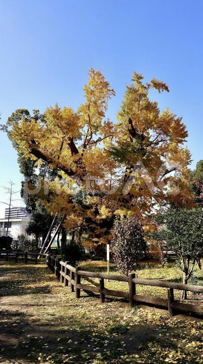 千葉県市原市の秋の飯香岡八幡宮の夫婦銀杏 夫婦,銀杏,飯香岡八幡宮の写真素材