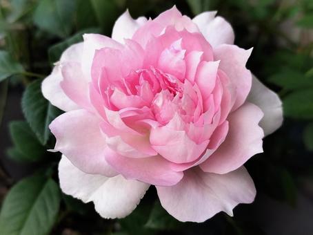 ベランダのバラ・シャリマー 薔薇,バラ,シャリマーの写真素材