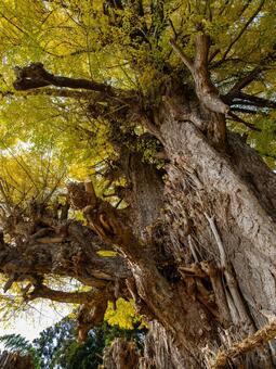 丸森の大銀杏⑵ イチョウ,黄葉,秋の写真素材