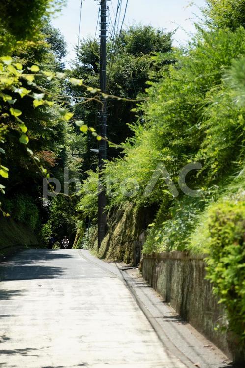 ［神奈川県鎌倉市］亀ケ谷坂切通 切通,鎌倉,亀ケ谷坂切通の写真素材