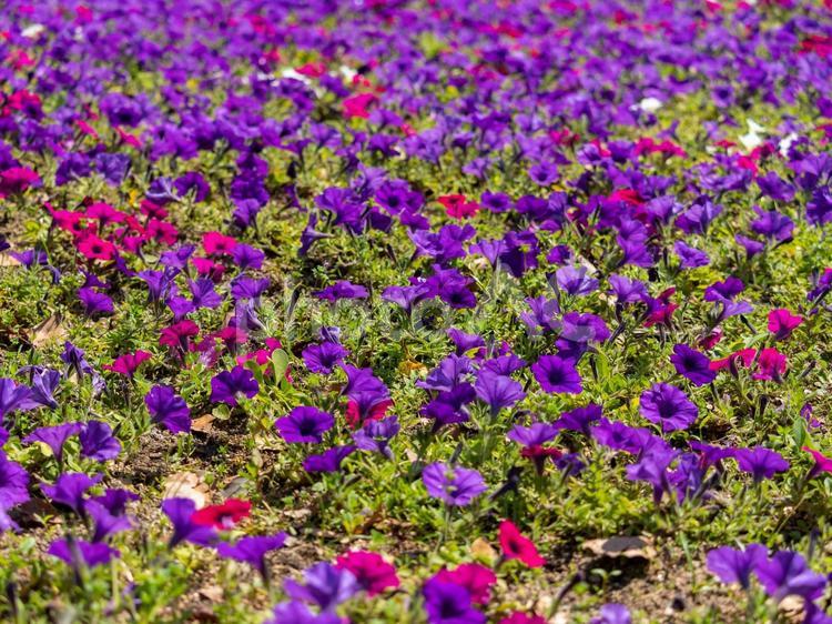 鮮やかな花が咲く花壇 花壇,花,鮮やかの写真素材