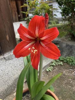 アマリリスの写真