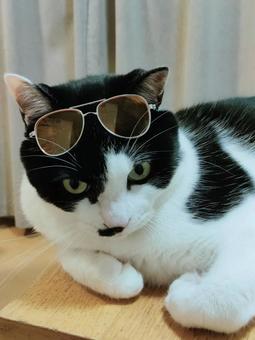 サングラスをしたハチワレ猫 サングラスをしたハチワレ猫 子ねこ,ペット,ハチワレの写真素材