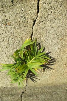 笹 ササ,笹,コンクリートの写真素材