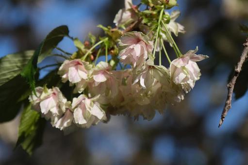 桜 桜の写真
