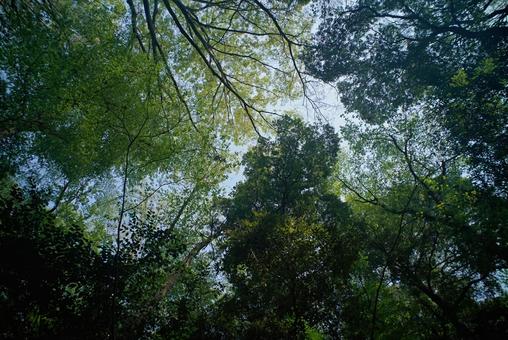 新緑の森の木々を見上げる 新緑の森の木々を見上げる 美しい,森,森林の写真素材