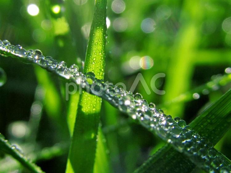 水滴と緑葉と朝の光Water drops 水滴,すいてき,waterの写真素材