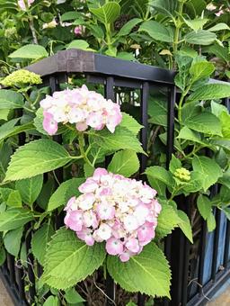 Photo, hydrangea, rainy season, flower, 