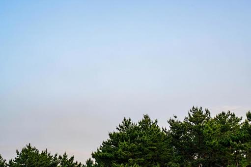 青空と緑の木 青空と緑の木の写真