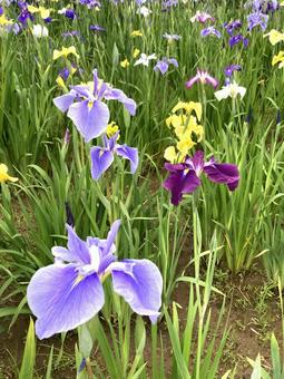 初夏に咲き誇る　たくさんの花菖蒲 花菖蒲,ハナショウブ,紫色の写真素材