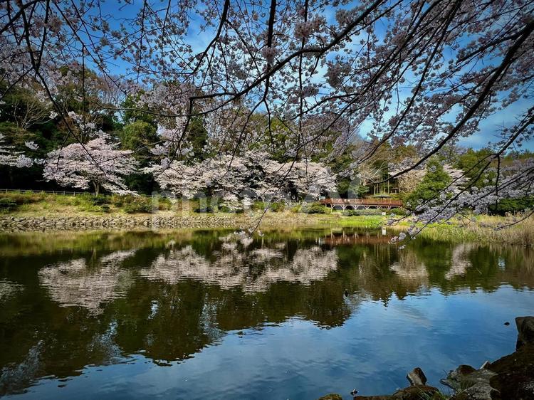 池と桜 春,桜,池の写真素材