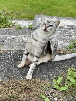 掻き掻きする猫 猫,地域猫,さくら猫の写真素材