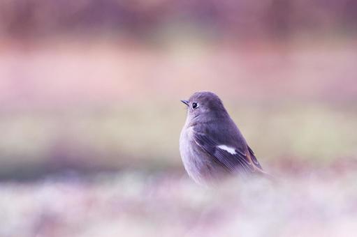 春の野に見つけた可愛いジョウビタキの雌 春の野に見つけた可愛いジョウビタキの雌の写真
