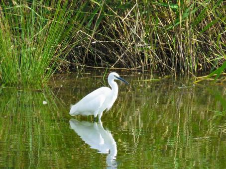 池の中を歩くコサギ 池の中を歩くコサギ コサギ,野鳥,動物の写真素材