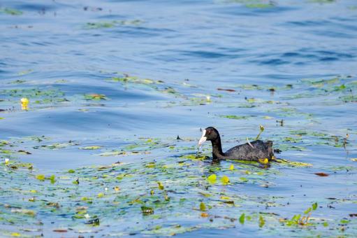オオバン(42)の写真