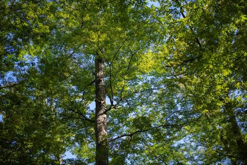 青空と緑の葉 木,葉,緑の写真素材