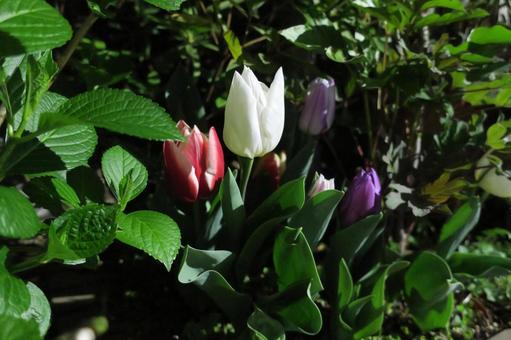 Tulips Tulips