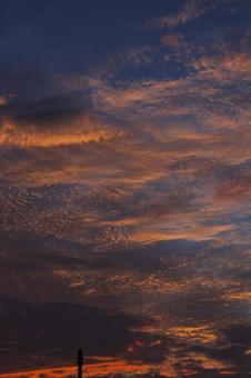 うろこ雲の夜明け うろこ雲の夜明けの写真