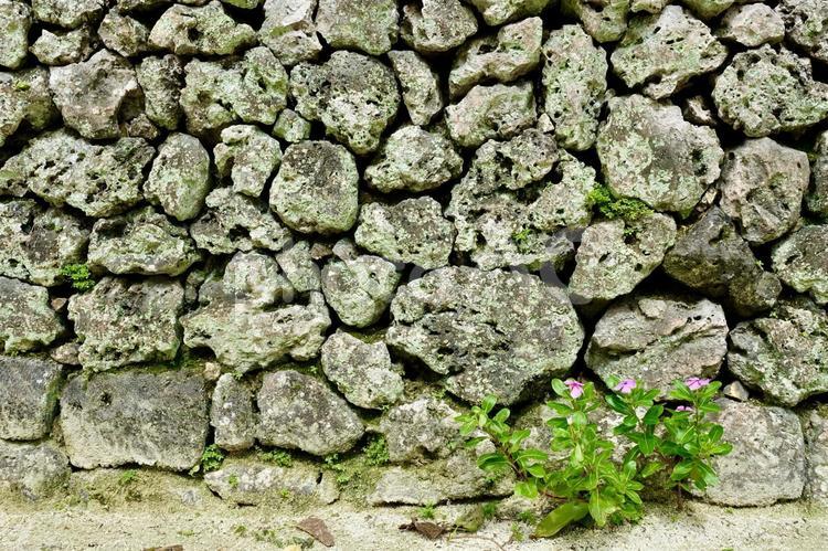 竹富島の石垣　沖縄 石垣,塀,壁の写真素材
