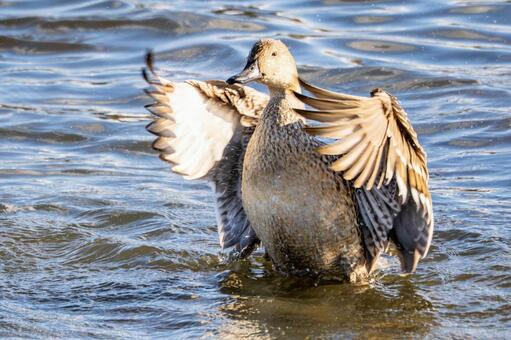オナガガモの羽ばたき⑹ カモ,オナガガモ,メスの写真素材