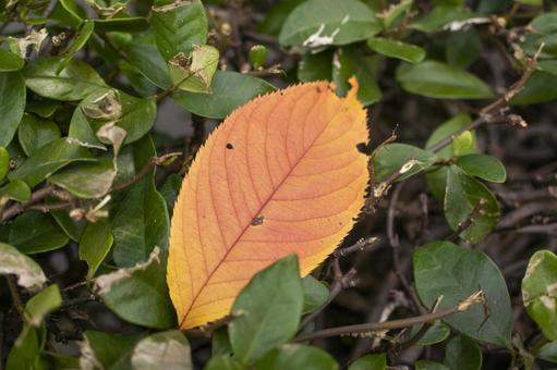 枯葉 枯葉,秋,落ち葉の写真素材