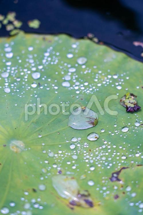 自然フォト 蓮,ハス,自然の写真素材