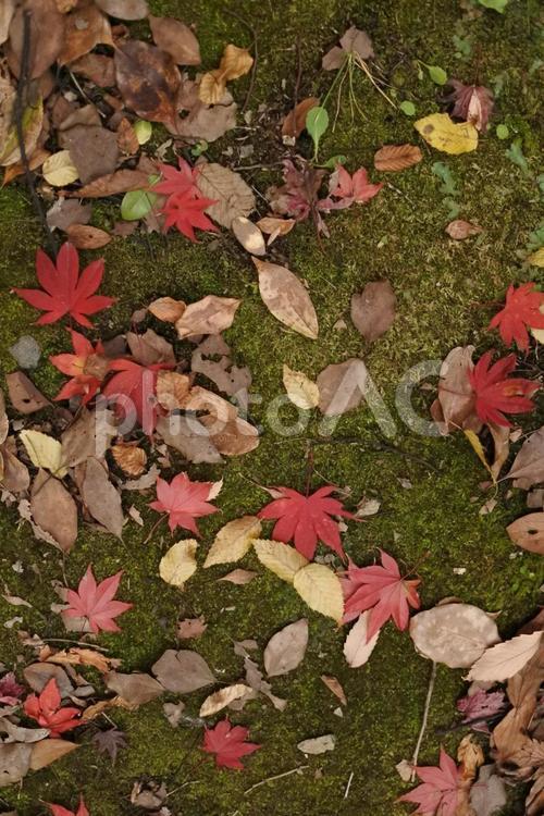 秋の地面 紅葉,地面,葉の写真素材