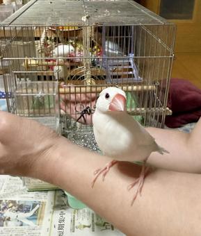 可愛い白い文鳥 可愛い白い文鳥 文鳥,小鳥,鳥の写真素材