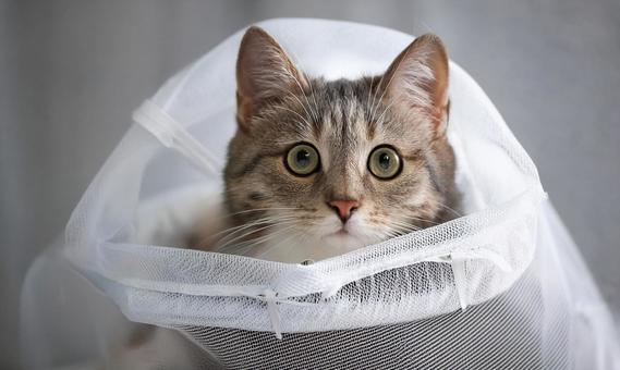 洗濯ネットに入れられた猫 洗濯ネットに入れられた猫の写真