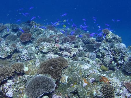 沖縄の海　ダイビング ダイビング,海,青い海の写真素材