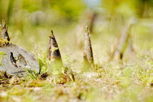春の光の中で成長するタケノコ タケノコ,竹の子,たけのこの写真素材